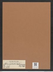 Asteromphalus wallichianus (Grev.) Ralfs. (de-Toni-Nr.: Genus 236, Species 5682) Zeichnungen Sammlung Grunow Mappe 05397 (Herbarium_W_Grunow_drawings_Folder_05397)